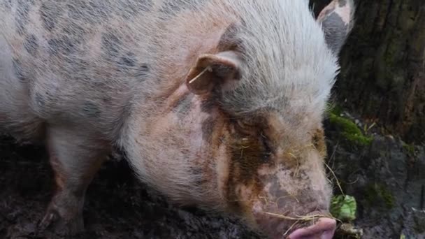 Close Van Een Pot Bellied Pig Hoofd Rondkijkend — Stockvideo