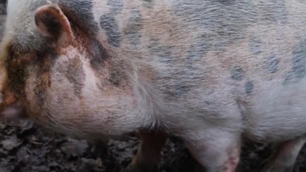 Close Van Een Pot Bellied Pig Hoofd Rondkijkend — Stockvideo