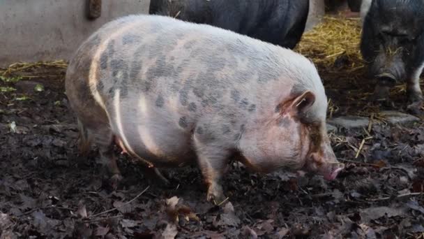 Gros plan d'un cochon à ventre en pot qui regarde autour de lui.