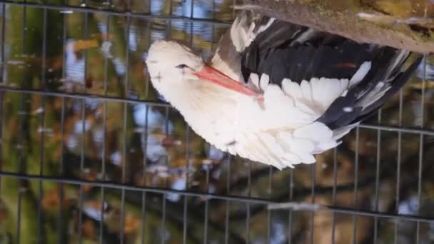 Reflecties Van Een Ooievaar Water Met Kanteling Tot Aan Ooievaar — Stockvideo