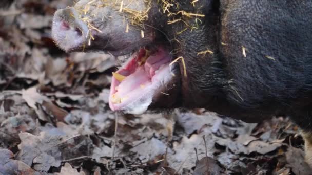 ポットベリーの豚の頭を閉じて周りを見回す — ストック動画