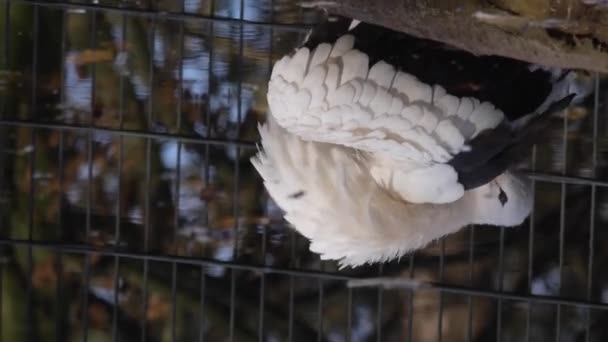 Réflexions Une Cigogne Dans Eau Avec Inclinaison Jusqu Cigogne — Video