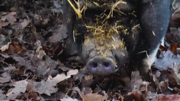Großaufnahme Eines Bauchigen Schweinekopfes Der Sich Umschaut — Stockvideo