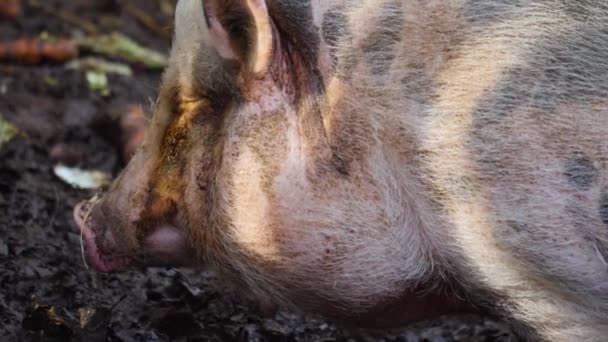 Großaufnahme Eines Bauchigen Schweinekopfes Der Sich Umschaut — Stockvideo