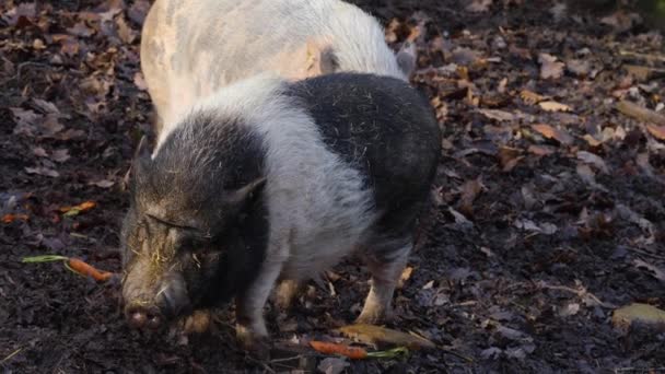 Close Van Een Pot Bellied Pig Zoek Rond — Stockvideo