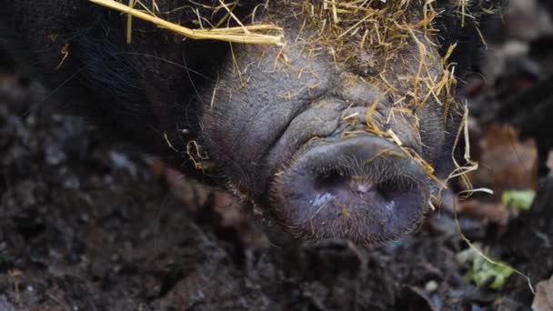 Zbliżenie Pot Bellied Świnia Głowa Rozgląda Się Wokoło — Wideo stockowe