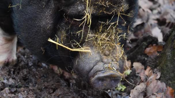 Close Van Een Pot Bellied Pig Hoofd Rondkijkend — Stockvideo