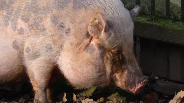 Close Van Een Pot Bellied Pig Hoofd Rondkijkend — Stockvideo