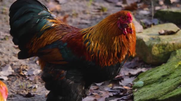 Primo Piano Del Pollo Gallo Una Giornata Sole Autunno — Video Stock