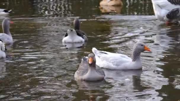 Zbliżenie Gęsi Pływających Stawie — Wideo stockowe