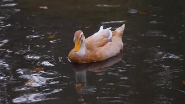 Nahaufnahme Einer Wasser Treibenden Braunen Ente — Stockvideo