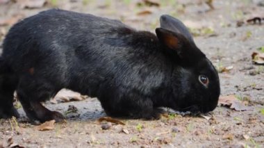 Kara cüce bir tavşana yaklaşın. 