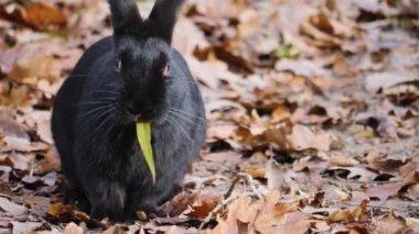 Kara cüce tavşanın yanına git ve yerden yapraklar topla..