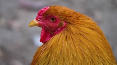 Sonbaharın güneşli bir gününde horoz tavuğunu kapat..