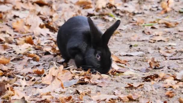 Gros Plan Lapin Nain Noir Fouillant Sol — Video