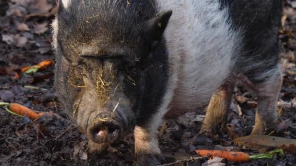 Close Van Een Pot Bellied Pig Hoofd Rondkijkend — Stockvideo