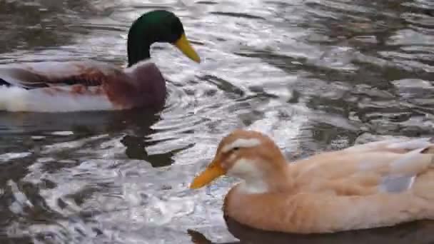 Çiftleşmek Üzere Olan Ördekleri Kapatın — Stok video