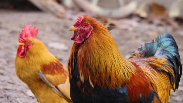 Közelkép Kakas Csirke Egy Napsütéses Napon Ősszel — Stock videók