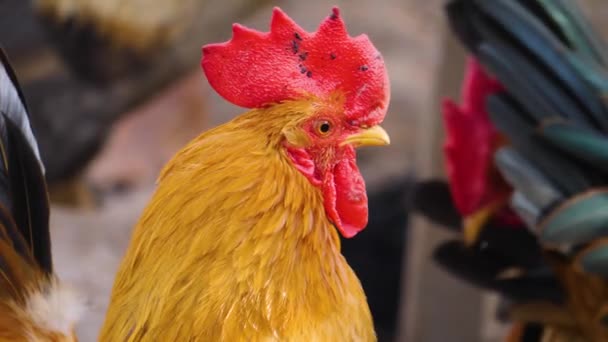 Primer Plano Pollo Gallo Día Soleado Otoño — Vídeo de stock