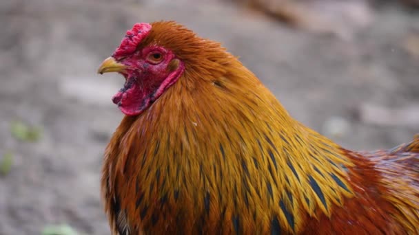 Primer Plano Pollo Gallo Día Soleado Otoño — Vídeos de Stock