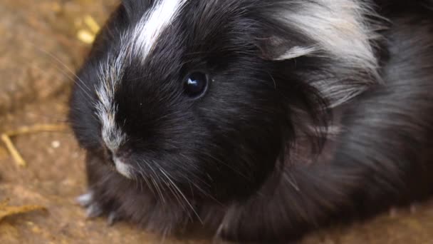 Sluiten Van Cavia — Stockvideo