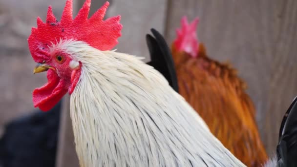 Primo Piano Del Pollo Gallo Una Giornata Sole Autunno — Video Stock