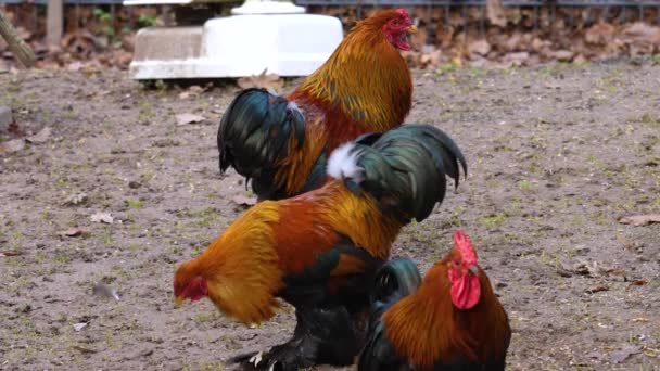 Primer Plano Pollo Gallo Día Soleado Otoño — Vídeos de Stock