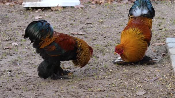 Dos Gallos Pelean Día Soleado Otoño — Vídeos de Stock