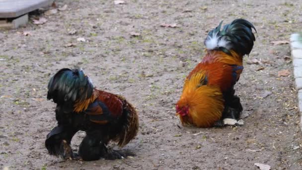 Dos Gallos Pelean Día Soleado Otoño — Vídeos de Stock