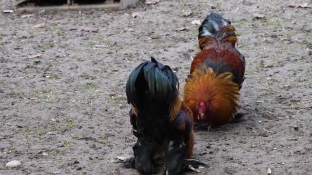 Dos Gallos Pelean Día Soleado Otoño — Vídeos de Stock