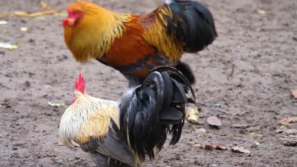 Dos Gallos Pelean Día Soleado Otoño — Vídeo de stock