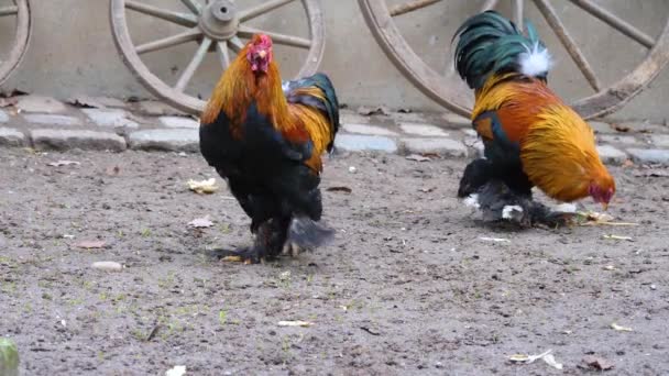 Primer Plano Pollo Gallo Día Soleado Otoño — Vídeos de Stock