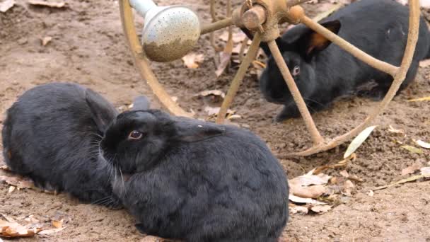 난쟁이 토끼를 클로즈업하여 땅에서 나뭇잎을 — 비디오