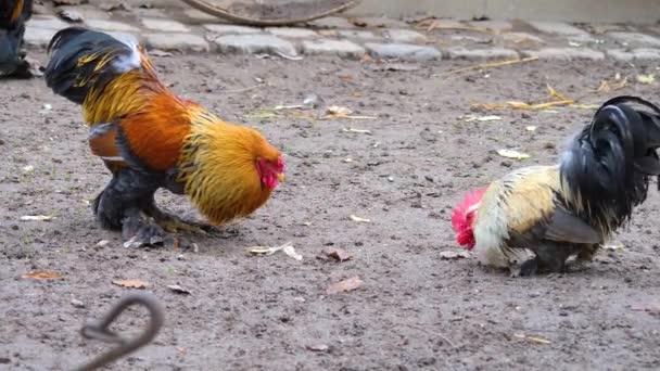 Dos Gallos Pelean Día Soleado Otoño — Vídeos de Stock