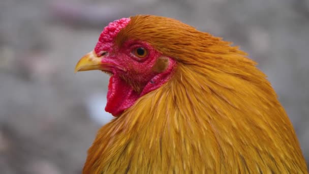 Primo Piano Del Pollo Gallo Una Giornata Sole Autunno — Video Stock