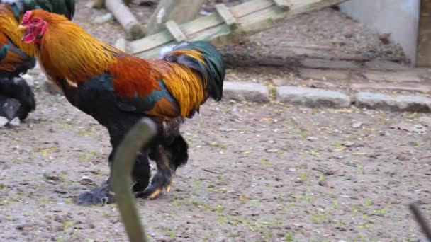 Sluiten Van Haan Kip Een Zonnige Dag Herfst — Stockvideo