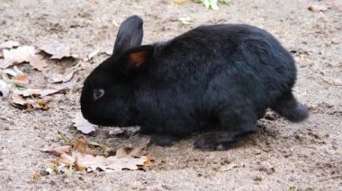 Kara cüce tavşanın yanına git ve yerden yapraklar topla..