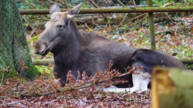 Geyik ormanda uzanıyor.