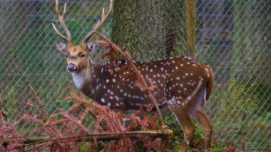 Ormandaki Eksen geyiğine yaklaş.