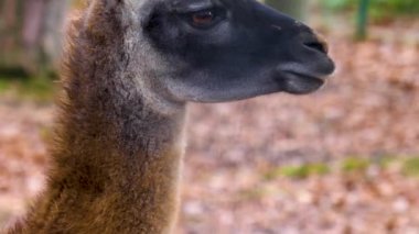 Sonbaharda ormanda guanaco 'yu kapatın..
