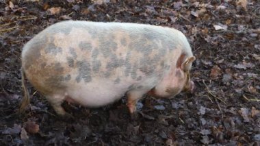Topraktaki göbekli domuzları kapatın.