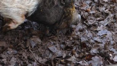Topraktaki göbekli domuzları kapatın.