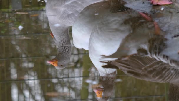 Close Reflexões Gansos Com Inclinação Para Cima Lagoa Para Patos — Vídeo de Stock