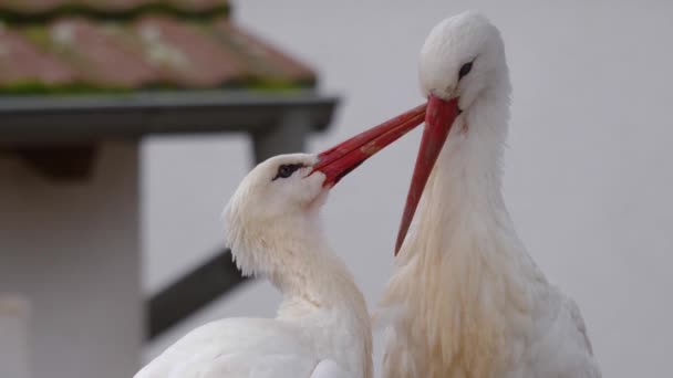 Nahaufnahme Von Zwei Weißstörchen Nest Herbst — Stockvideo