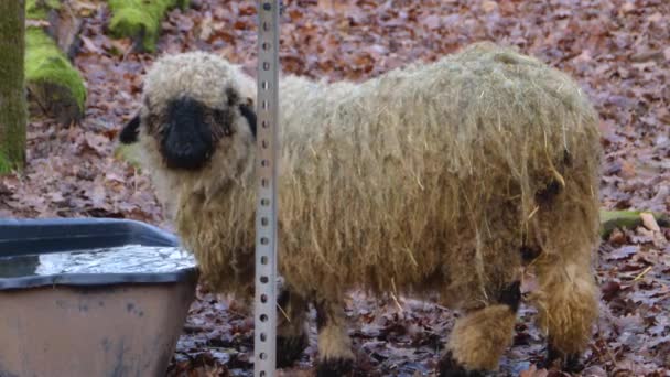 Close Blacknose Sheep Eating Moss Stone Woods Autumn — Stock Video