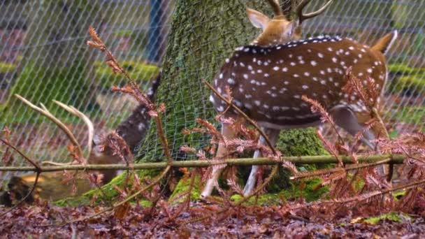 Gros Plan Sur Axe Cerf Cherchant Sur Terrain Automne — Video