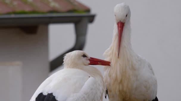 Nahaufnahme Von Zwei Weißstörchen Nest Herbst — Stockvideo