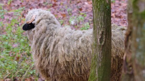 Primo Piano Pecore Bianche Nei Boschi Autunno — Video Stock