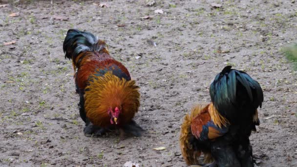 Dos Gallos Pelean Día Soleado Otoño — Vídeos de Stock