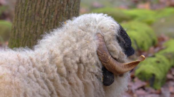 秋に森の中の黒い鼻の羊のクローズアップ — ストック動画